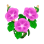 Pink-Prunkwinde