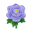 Mauve-Pfingstrosen