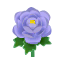 Mauve-Pfingstrosen