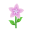 Rosa-Himmelssterne