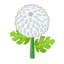 Weiß-Chrysanthemen