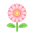 Rosa-Gerbera