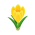 Gelb-Krokusse
