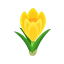 Gelb-Krokusse