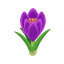 Lila-Krokusse