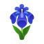 Blau-Schwertlilie