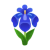 Blau-Schwertlilie