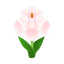 Weiß-Schwertlilie