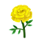 Gelb-Ringelblumen