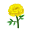 Gelb-Ringelblumen