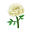 Weiß-Ringelblumen