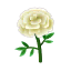 Weiß-Ringelblumen