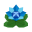 Blau-Faltblume