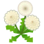 Weiß-Löwenzahntrio