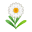 Weiß-Gänseblümchen