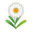 Weiß-Gänseblümchen
