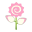 Pink-Rührblume