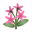 Rosa-Jasmin