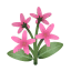 Rosa-Jasmin