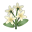 Weiß-Jasmin