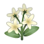 Weiß-Jasmin