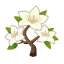 Weiß-Azalee