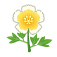 Gelb-Eierblumen
