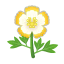 Weiß-Eierblumen