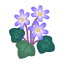 Lila-Leberblümchen