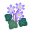 Lila-Leberblümchen