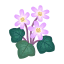 Rosa-Leberblümchen