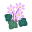 Rosa-Leberblümchen