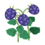 Lilabeeren