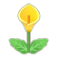 Gelb-Calla-Lilien