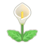 Weiß-Calla-Lilien