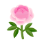Rosa-Pfingstrosen
