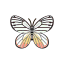 Delias Hyparete