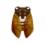 Erdzikade