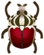 Goliathkäfer