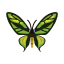 Grün-Vogelfalter
