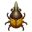 Herkuleskäfer