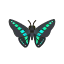Kolibrifalter