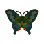Pfaufalter