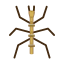 Stabschrecke
