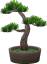 Ponderosa-Bonsai