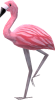 Mrs Flamingo