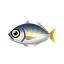 Inselmakrele