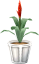 Bromelia