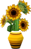 Sonnenblume
