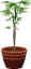Steckenpalme